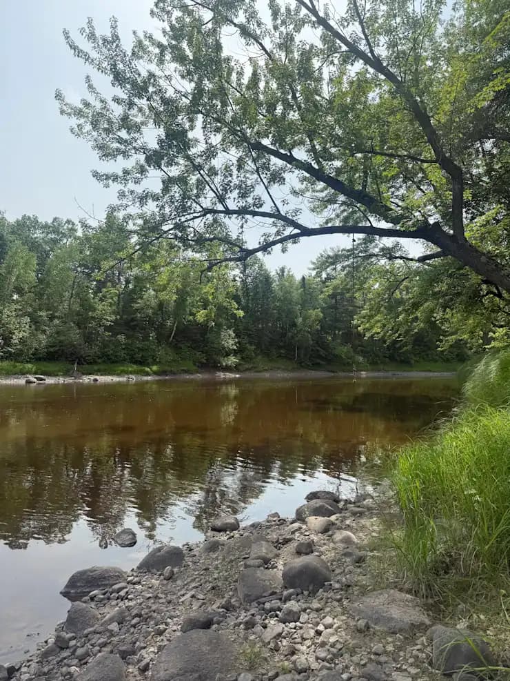 Swing tree on the Cuyuna Crossing property